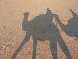 A starkly beautiful overhead image of shadows cast by a caravan of camels trekking across desert sands is the work of photographer george steinmetz, whose work has been featured on the cover of national geographic. Travel Tunisia Camel Shadow Sand Desert Sunlight Land Focus On Shadow Real People Pxfuel