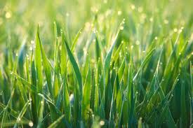 hình ảnh : Nước, thiên nhiên, sương, thực vật, cánh đồng, Bãi cỏ, đồng cỏ,  Đồng cỏ, Ánh sáng mặt trời, Lá, hoa, Mưa, ướt, màu xanh lá, Nhỏ giọt, Dơ,  giọt
