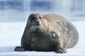 Bearded Seal Facts Pictures More About Bearded Seal