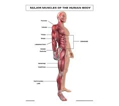 Jul 15, 2021 · human body, the physical substance of the human organism. Chart Major Muscles Of The Human Body Novelty Activity Books Novelty Activity Books Baby Toddler Children Young Adult Books Makro Online Site