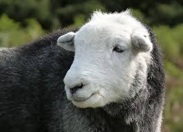 Black And White Sheep Picture Black And White Sheep Sheep Goats Lake District