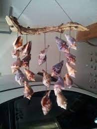 There, positioned on a rock, you'll find the general conch shell. 18 Best Fighting Conch Crafts Ideas In 2021 Fighting Conch Shell Crafts Seashell Crafts
