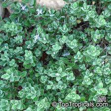 Image result for Vitex obovata