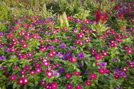 Bunga vinca putih atau myrtle memiliki bentuk menyerupai cawan. Cantiknya Vinca Bunga Tapak Dara Urban Garden