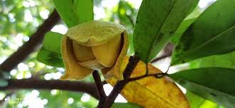 Image result for Annona muricata