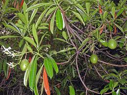 Image result for Mimusops obtusifolia