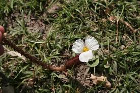 Image result for Ottelia exserta