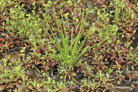 Image result for Isoetes alstonii