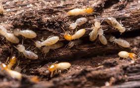 This report must be completed prior to 30 days of your closing. Termite Control Trusted Termite Control In Port St Lucie Jupiter Fl