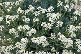 Image result for Crambe