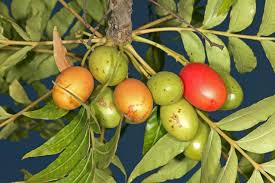 Image result for Harpephyllum afrum