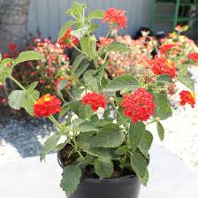 Image result for Lantana nivea