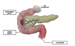We did not find results for: Crossfit The Gastrointestinal System The Pancreas