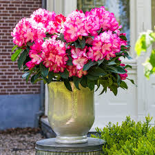 We did not find results for: Rhododendron Rosa Weiss Im Ca 19 Cm Topf Online Kaufen Bei Gartner Potschke