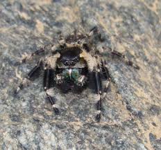 We did not find results for: Arachnids Of North Carolina