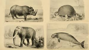 Once a species becomes extinct, it is gone forever. What Makes Some Species More Likely To Go Extinct