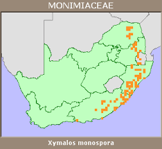 Image result for Xymalos monospora