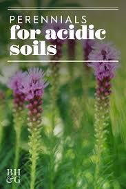 12 Kinds Of Problem Solving Perennials For Tough Gardens Grow Gorgeous Perennials Shade Shrubs