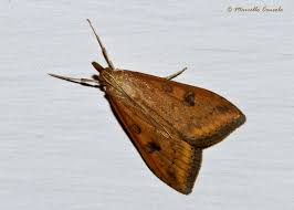 Datasets have provided data to the nbn atlas for this species. Rusty Dot Pearl Udea Ferrugalis Inaturalist Ca