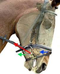 Bit And Bridle Clothing Size Chart The Bridle The Bit How Headstalls And Bits Fit And Work Horse Care Horses Show Horses