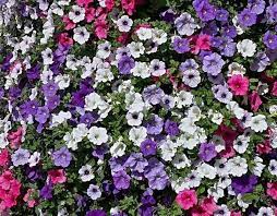Se hai il terrazzo esposto in pieno sole, devi scegliere piante rampicanti e ricadenti che mantengono più fresche le pareti. Piante Da Balcone In Pieno Sole Una Guida Alle Tipologie Migliori Pourfemme