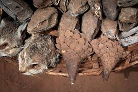 Add to basket share to : Pandemics And Pangolins The Use Of Wild Animal Parts In Traditional Medicine Earth Org Past Present Future
