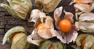Image result for Physalis peruviana