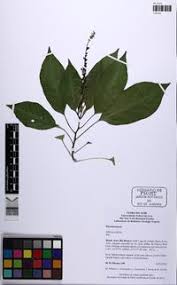 Image result for Hilleria latifolia