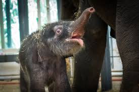 Asian elephants also enjoy taking dips in the water. Oh Boy Baby Elephant Born At The Houston Zoo The Houston Zoo