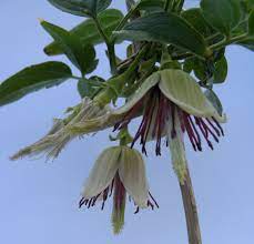 We did not find results for: Clematis Napaulensis Wikipedia
