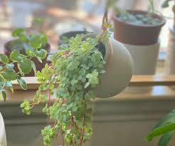 Give everyone green envy with modern planters and garden pots. 27 Best Wall Hanging Planters For Indoors Outdoors 2021