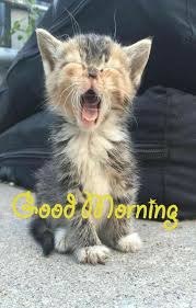Good Morning Cute Good Morning Images Good Morning Cat Morning Cat