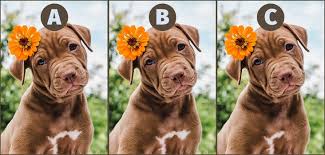 Sep 14, 2021 · the ultimate film dog quiz! The Puppy Challenge Quiz Answers My Neobux Portal