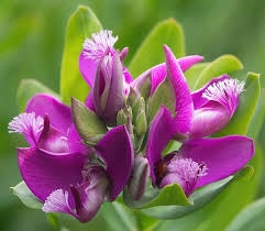 Image result for Polygala myriantha