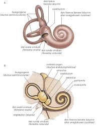 Har som barn hatt tette bihuler som førte til nedsatt hørsel. Hot Trykk I Orene Og Svimmel Sarexskin Com