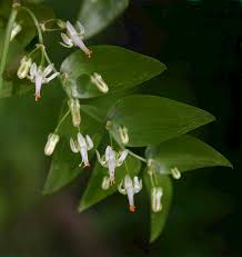 Image result for Asparagus asparagoides