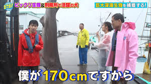 オードリー 若林 身長