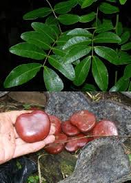 Image result for Entada gigas