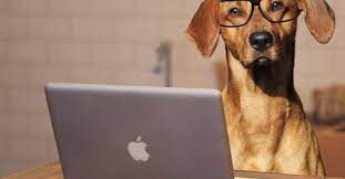 ruyada kopek gormek ne anlama gelir vaybepost