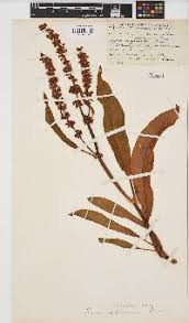 Image result for Rumex lanceolatus