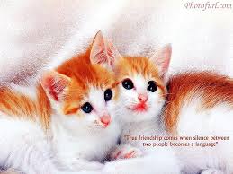 Here is a list of great friendship quotes to add that special touch to cards, scrapbooks or gifts. Hd Wallpaper Cat Cute Friendship Kitten Poem Quotes Wallpaper Flare