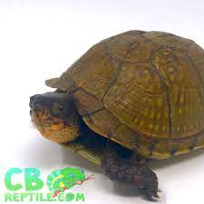 3 Toed Box Turtle For Sale Baby 3 Toe Box Turtles For Sale Online 3 Toed Box Turtle Sale