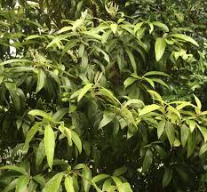 The oil in the lemon myrtle leaves, when applied in small amounts, can reduce the production of sebum by your skin cells. Thai Time With Lemon Myrtle