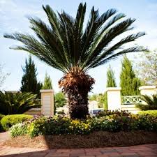 2743 capital circle ne tallahassee fl 32308 us. Esposito Garden Center Tallahassee Fl Us 32308 Houzz