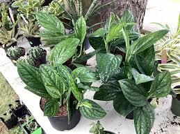 Image result for Nesaea sarcophylla