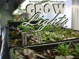 7 things to know about smart lights before you buy a boatload of them. Grow Lights Supplemental Light Sources For Succulent Plants