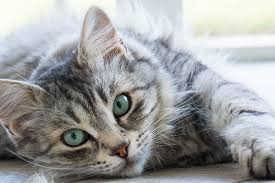 Female cats are spayed, male cats are castrated. 5 Facts About The Gray Tabby Cat Catster