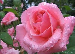 Resultado de imagen de rosas flores