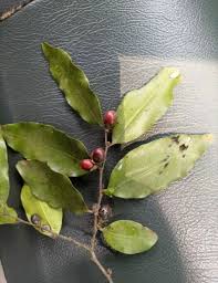 Image result for Diospyros abyssinica
