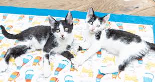 Your cat's limping could also be accompanied by the following symptoms my cat leo started limping! Limping Calici Kitten Lady